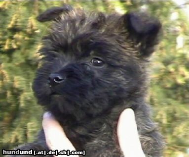 Cairn-Terrier Hunde Foto 4466 Cairn-Terrier Cairn Terrier Welpe 7 Wochen alt, Cairn Bries Enigma