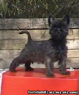 Cairn-Terrier Hunde Foto 4467 Cairn-Terrier Wenn ich groß bin, werde ich