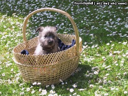 Cairn-Terrier Hunde Foto 3506 Cairn-Terrier FRANKY