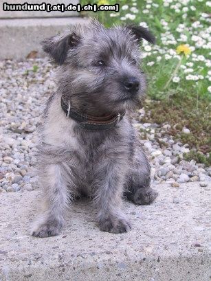 Cairn-Terrier Hunde Foto 3505 Cairn-Terrier FRANKY