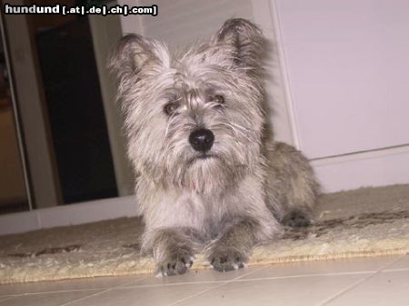 Cairn-Terrier Hunde Foto 5923 Cairn-Terrier FRANKY(8 Mon)