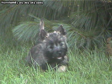Cairn-Terrier Hunde Foto 9838 Cairn-Terrier Unser Henry mit 10 Wochen!
