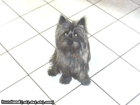 Cairn-Terrier Hunde Foto 6975 Cairn-Terrier Pause nach dem zerstören von Taschentüchern