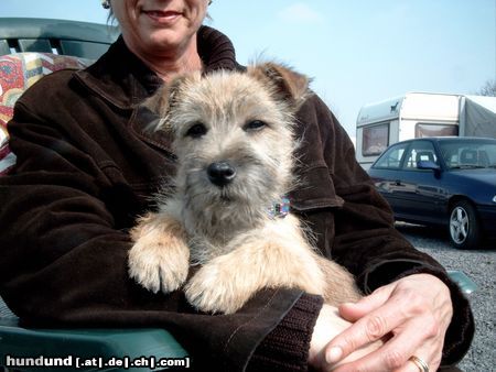 Cairn-Terrier Hunde Foto 3425 Cairn-Terrier Jack