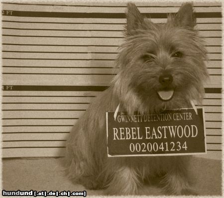 Cairn-Terrier Hunde Foto 13773 Cairn-Terrier Rebel goes to jail