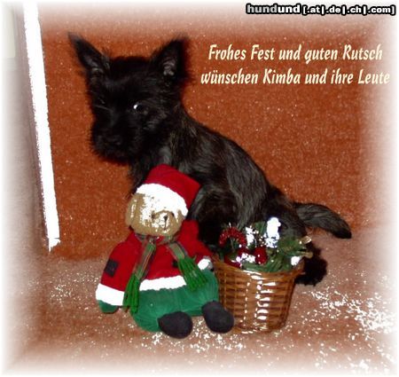 Cairn-Terrier Hunde Foto 7682 Cairn-Terrier Frohes Fest