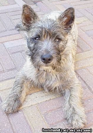 Cairn-Terrier Hunde Foto 6448 Cairn-Terrier