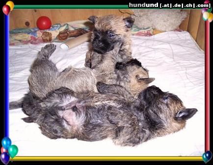Cairn-Terrier Hunde Foto 19976 Cairn-Terrier komm spiel mit uns