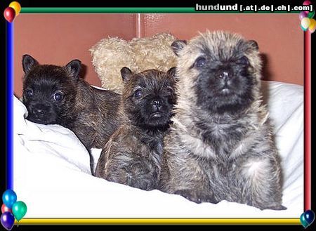 Cairn-Terrier Hunde Foto 19971 Cairn-Terrier hab keine Angst,ich beschütze dich