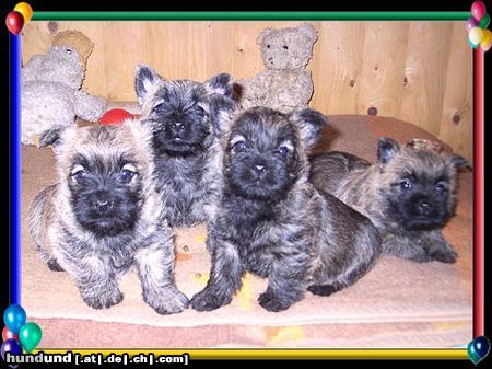 Cairn-Terrier Hunde Foto 19975 Cairn-Terrier alle auf einen Streich