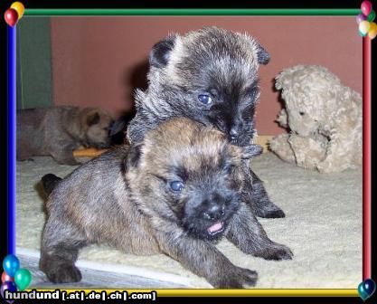 Cairn-Terrier Hunde Foto 19978 Cairn-Terrier so kannst du mich nicht erobern