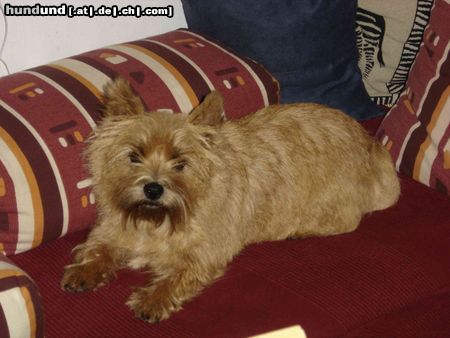 Cairn-Terrier Mein Platz