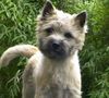 Cairn-Terrier Foto (ID 4212) Cairn-Terrier Hund