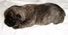 Cairn-Terrier Foto: cairn terrier welp 2 tage alt (ID 6432) Cairn-Terrier Hund
