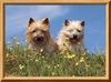 Cairn-Terrier Foto: Unsere kleinen,robusten und fröhlichen Herzensbrecher! (ID 25456) Cairn-Terrier Hund