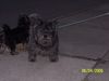 Cairn-Terrier Hund