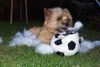 Cairn-Terrier Foto: Hoi! Ich bin Momo! mit meinem lieblings Ball wo ich gerade kaputt mache! (ID 15374) Cairn-Terrier Hund