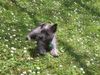 Cairn-Terrier Foto: 10 WOCHEN ALT (ID 3498) Cairn-Terrier Hund
