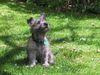 Cairn-Terrier Foto: DER WELPE (ID 3497) Cairn-Terrier Hund