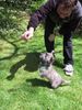 Cairn-Terrier Foto: 10 WOCHEN ALT (ID 3499) Cairn-Terrier Hund