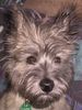 Cairn-Terrier Foto: 5 monate alt-FRANKY (ID 4408) Cairn-Terrier Hund