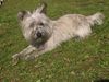 Cairn-Terrier Foto (ID 7289) Cairn-Terrier Hund