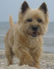 Cairn-Terrier Foto: Dusty (ID 24857) Cairn-Terrier Hund