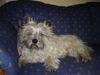 Cairn-Terrier Hund