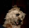 Cairn-Terrier Foto: Unesere Aïki (ID 6426) Cairn-Terrier Hund