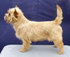 Cairn-Terrier Hund