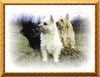 Cairn-Terrier Foto: wir sind die 3 am Platze,u.jagen jede Katze. (ID 20269) Cairn-Terrier Hund