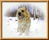 Cairn-Terrier Foto: wir sind Hunde für jede Jahreszeit. (ID 20270) Cairn-Terrier Hund