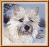 Cairn-Terrier Foto: Ich sehe alles! (ID 20273) Cairn-Terrier Hund