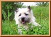 Cairn-Terrier Foto: Kelli, unser Fotomodell (ID 20271) Cairn-Terrier Hund