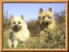 Cairn-Terrier Foto: Wo sind die Mäuschen? (ID 20272) Cairn-Terrier Hund