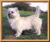 Cairn-Terrier Foto: Kelli,von der Iburg (ID 20274) Cairn-Terrier Hund