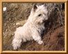 Cairn-Terrier Foto: Berta 13 Jahre von der Iburg (ID 20278) Cairn-Terrier Hund