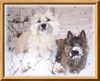 Cairn-Terrier Foto: Zwei die sich mögen (ID 20280) Cairn-Terrier Hund