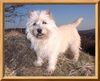 Cairn-Terrier Foto: Bitte ein Leckerchen (ID 20276) Cairn-Terrier Hund