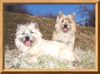 Cairn-Terrier Foto: Kelli u.Lullu von der Iburg (ID 20279) Cairn-Terrier Hund