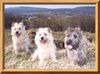 Cairn-Terrier Foto: Wir wollen nicht nach Haus (ID 20281) Cairn-Terrier Hund