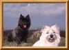 Cairn-Terrier Foto: April 2005 von der Iburg (ID 20282) Cairn-Terrier Hund