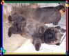 Cairn-Terrier Foto: hu-hu kraule mich. (ID 19974) Cairn-Terrier Hund