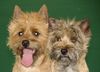 Cairn-Terrier Foto: zwei gute Freunde (ID 1845) Cairn-Terrier Hund