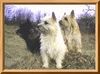 Cairn-Terrier Foto: wir sind die 3 am Platze,u.jagen jede Katze. (ID 19965) Cairn-Terrier Hund