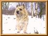 Cairn-Terrier Foto: wir sind Hunde für jede Jahreszeit. (ID 19968) Cairn-Terrier Hund