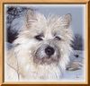 Cairn-Terrier Foto: Fotomodel Kelli (ID 19969) Cairn-Terrier Hund