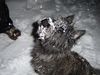 Cairn-Terrier Foto: Kimba macht Bekanntschaft mit Schnee (ID 18558) Cairn-Terrier Hund