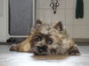 Cairn-Terrier Hund