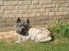 Cairn-Terrier Foto: unsere cairn skipper (ID 6434) Cairn-Terrier Hund